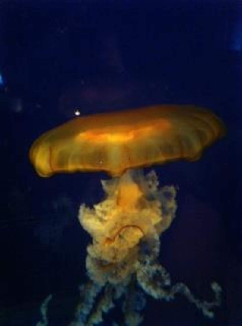 Michael Allen's album, Mobile Uploads