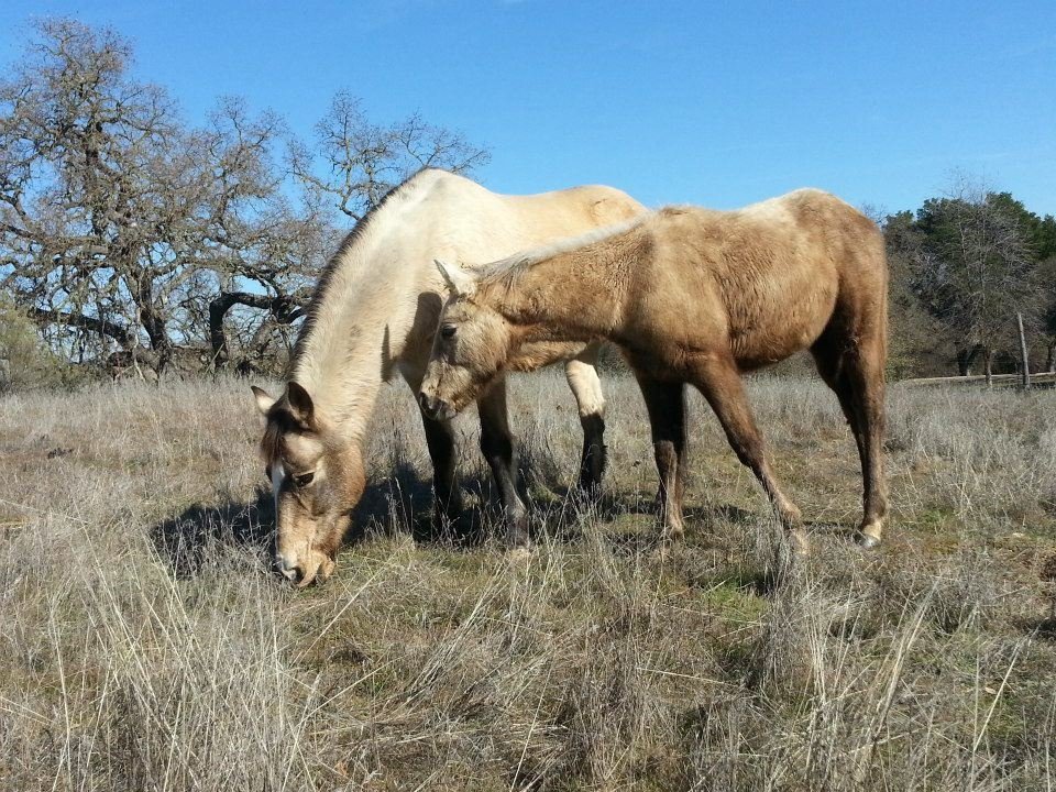 Lisa Phillips' album, Sissy - our new horse