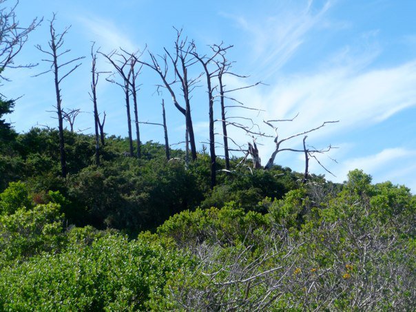 Manuela Botero's album, Point Reyes 3