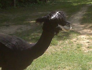 Peter Worrell's album, Alpacas!