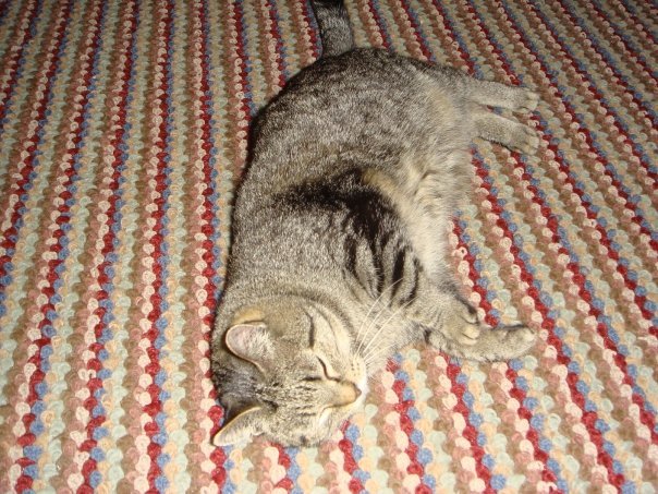 Prudence Labelle's album, cats