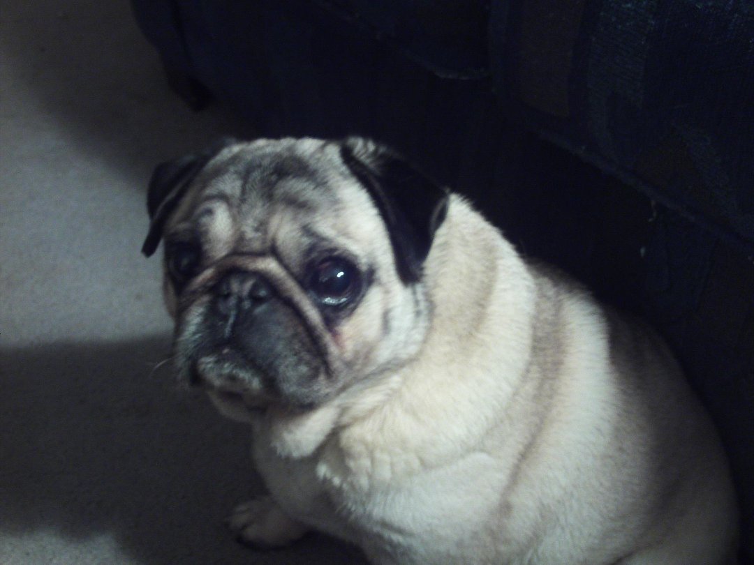 Robert Dunas' album, JIMMY the Pug - In Loving Memory