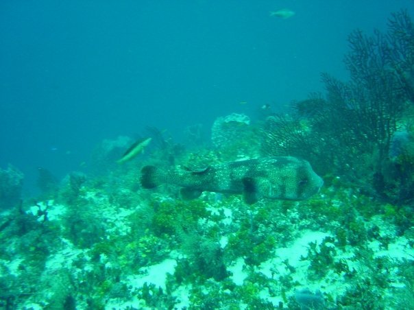 Michael Cochran's album, Underwater Cozumel