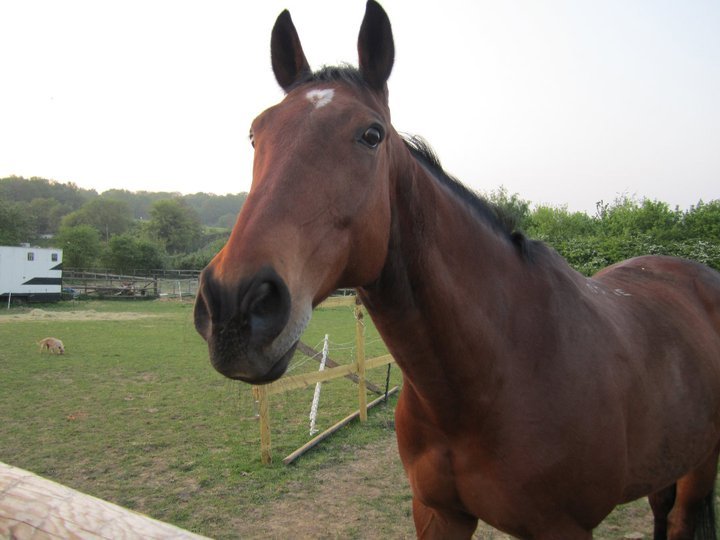 Catherine Phillips' album, Horses