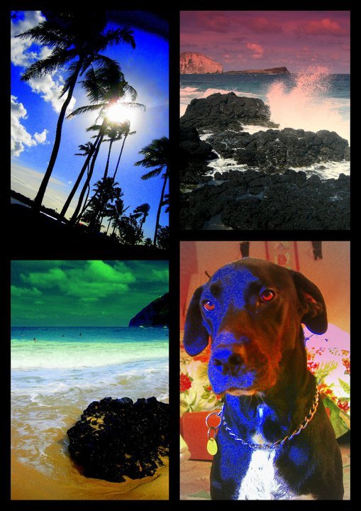 Ron Casados' album, A dog named Koa