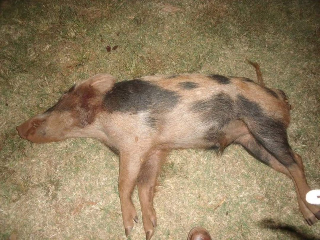 Shawndra Short's album, Hog Hunt October 10, 2010