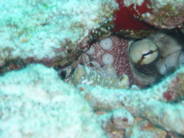 Michael Cochran's album, Underwater Cozumel