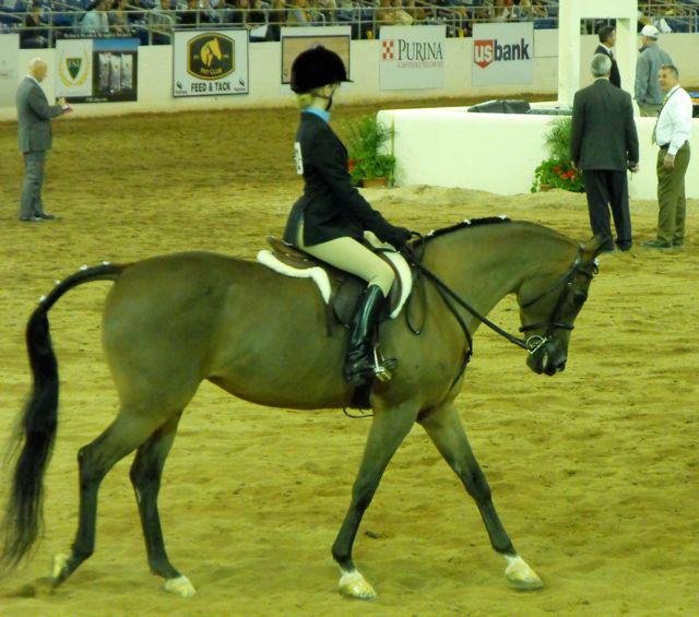 Janice Andersen's album, Arabian Horse Show 2013