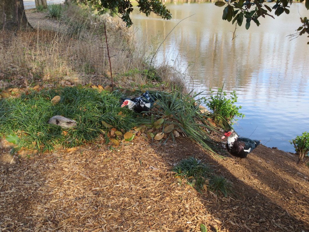 Bahbeau Ism's album, Day At Piedmont Park