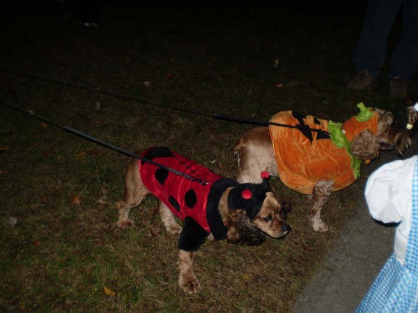 Jeff Main's album, Daisy and Ginger
