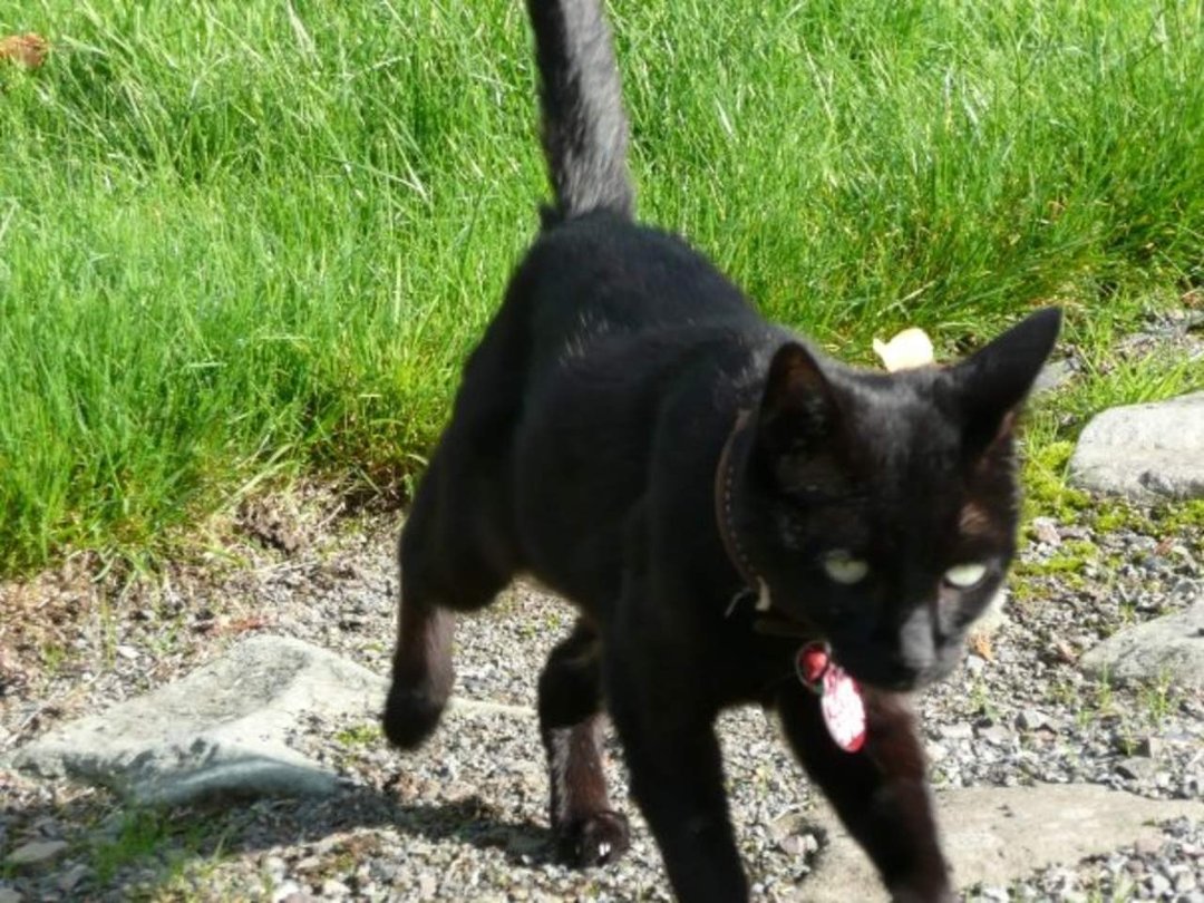 Dan Sivertsen's album, Z Cats
