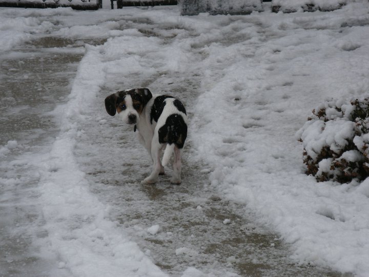 Patrick Brown's album, first "real" snow, 12/12/2010