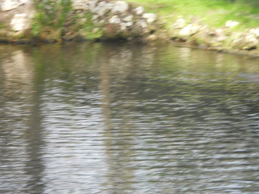 jerri burdo's album, visiting the manatees