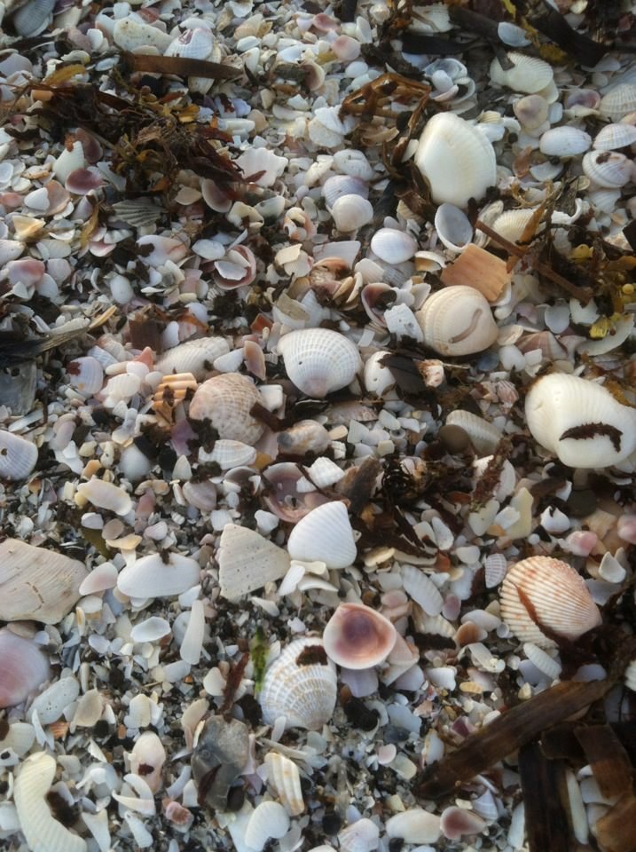 Cindy Robison's album, Mobile Uploads