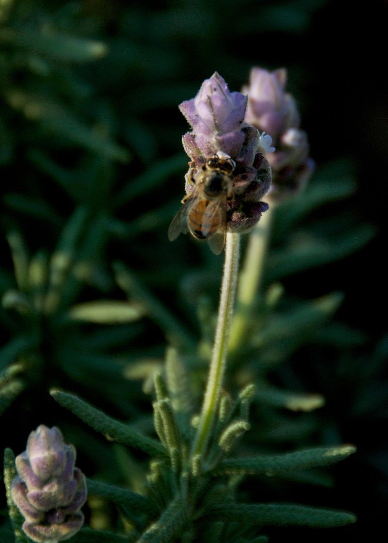 Mike Hamby's album, Bee Cause
