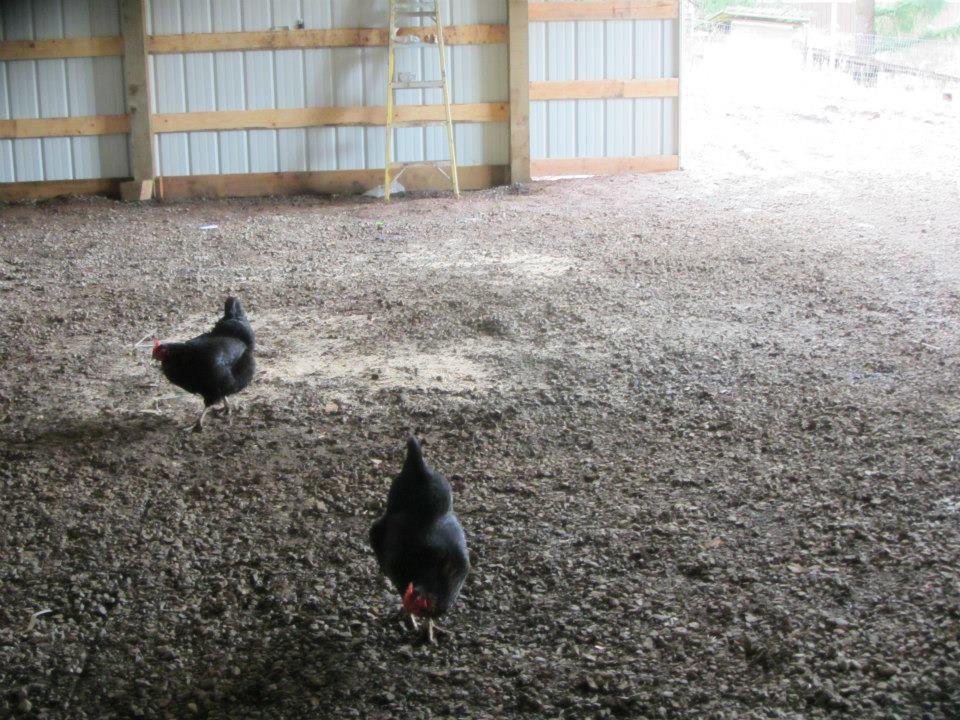 Suzanne Dishman's album, POLE BARN