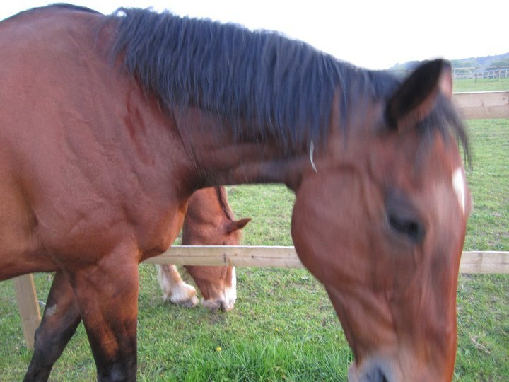 Catherine Phillips' album, Horses