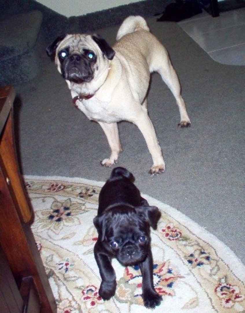 Jennifer Hawk's album, my dogs