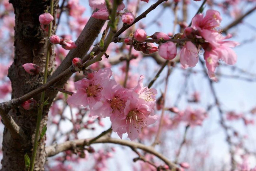 Patrick McGee's album, Blossom Trail