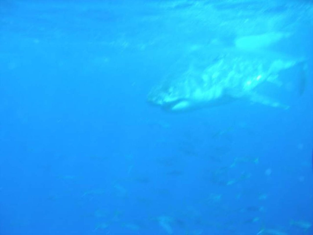 John Ayres' album, Isla Guadalupe