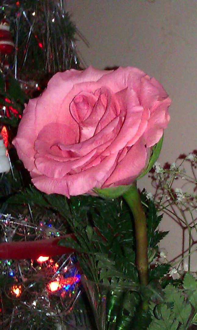 Donna Sylvester's album, Mobile Uploads