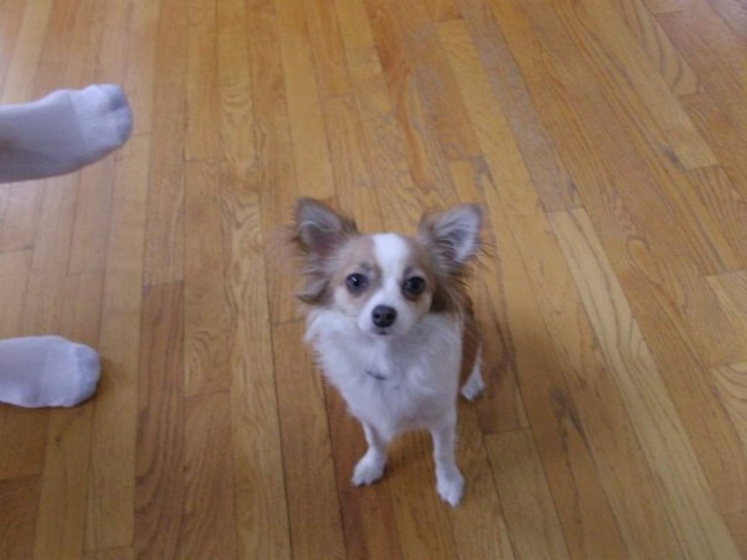 Rob Allard's album, Dogs