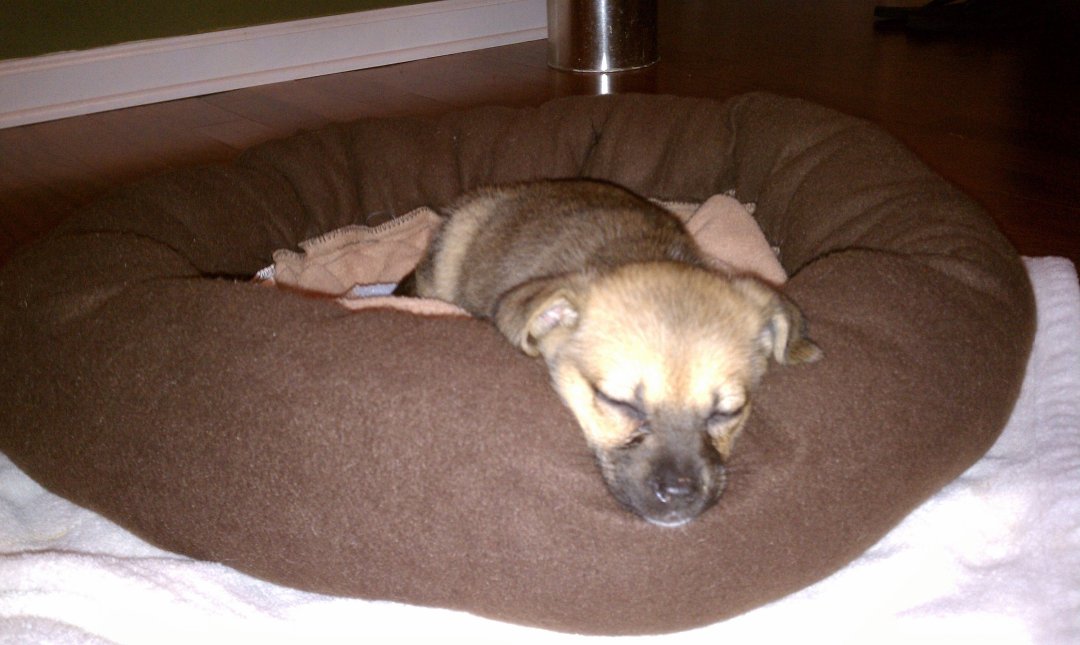 Brenda Cannington's album, New baby girl needs a name