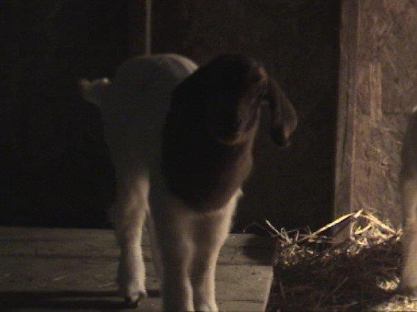 Richard Freund's album, Baby Goats February 2010