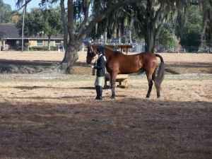 Sherry Hoffman's album, My Horse Prince Charles "CHARLIE"