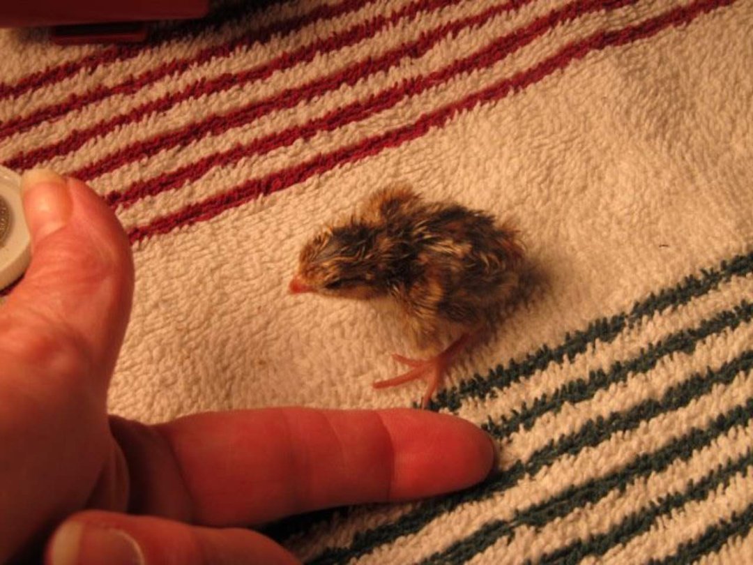 Arlo Murphy's album, Quail
