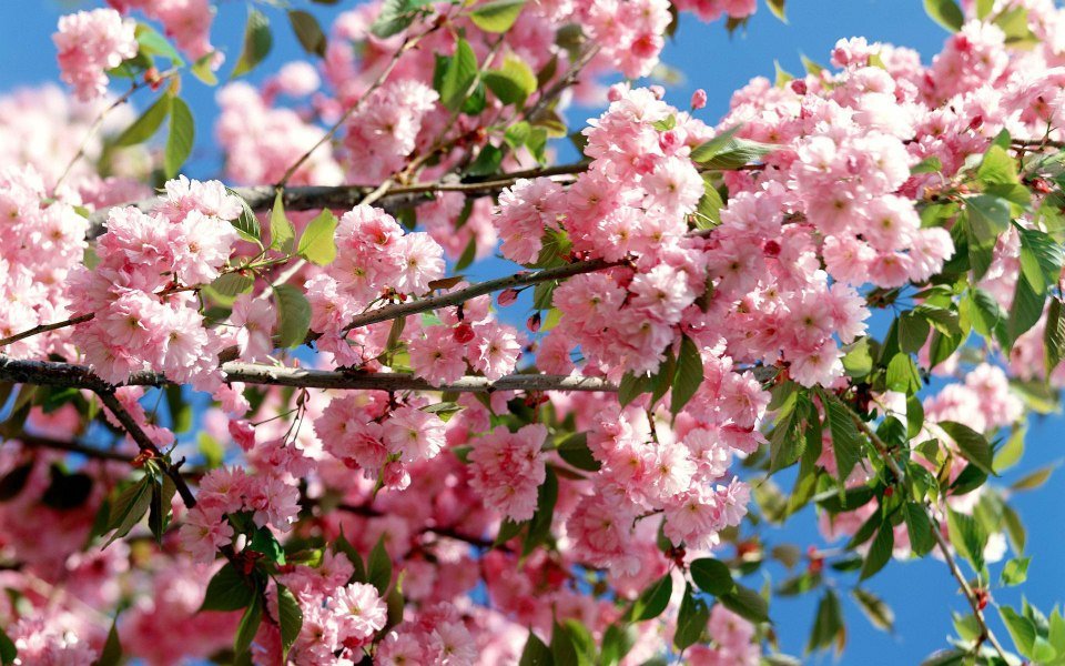 Joe Baca's album, First Day of Spring