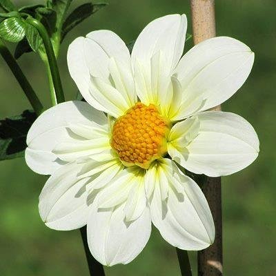 Karen Caldwell Acuff's album, In Flowers Photos