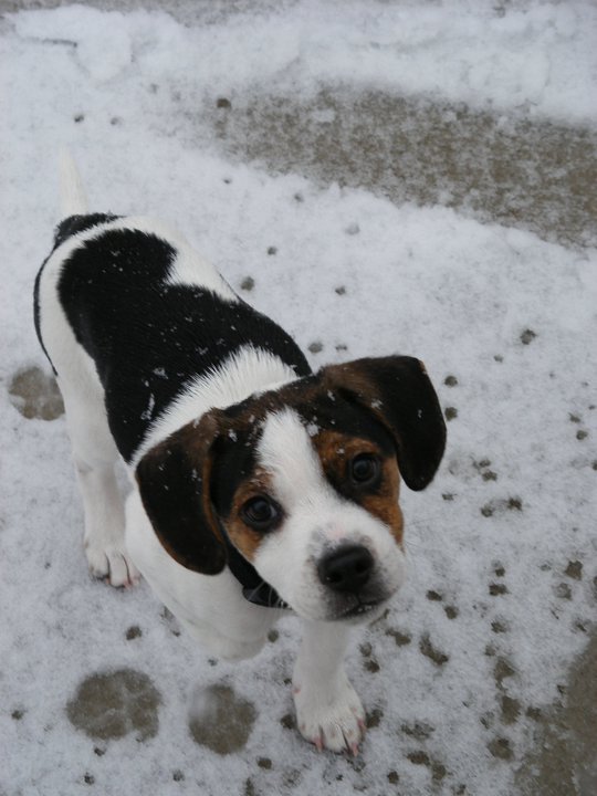 Patrick Brown's album, first "real" snow, 12/12/2010