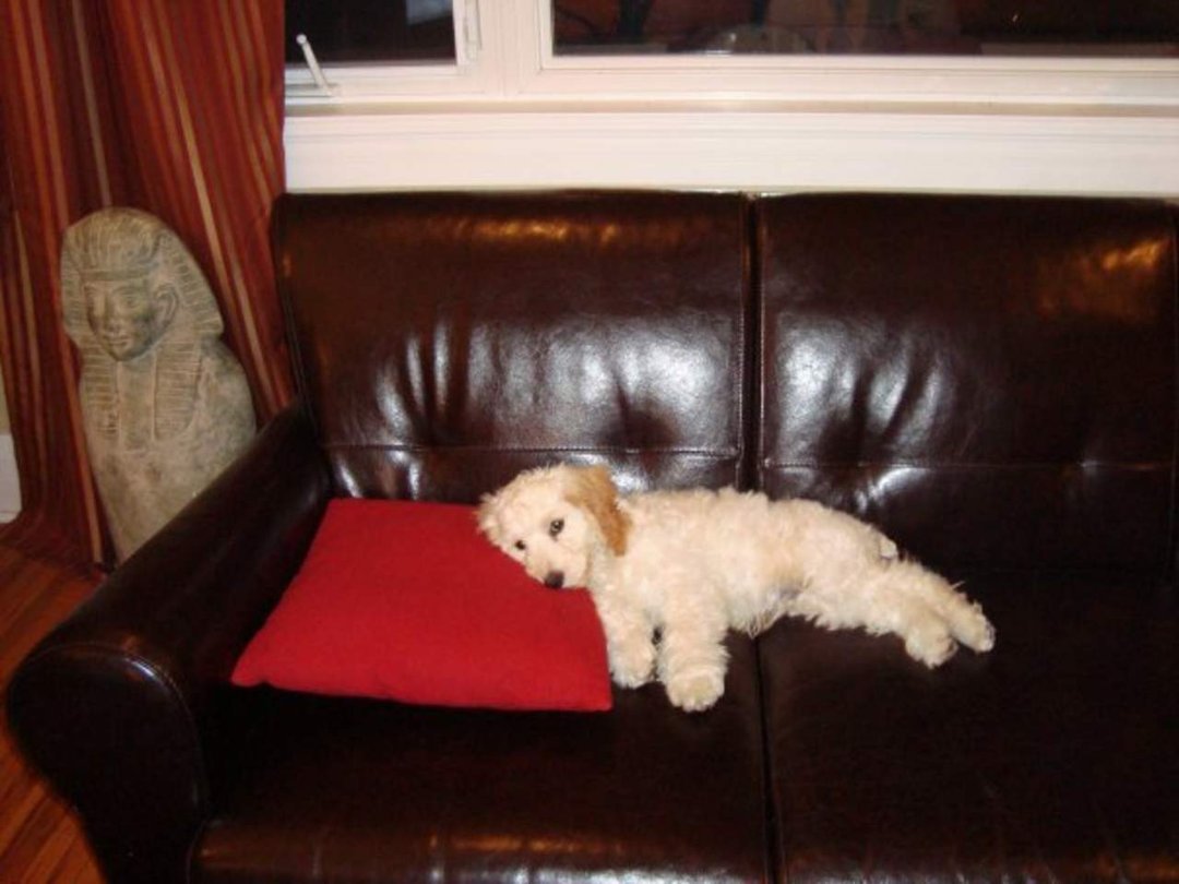 Marjorie Smith's album, Cover Photos