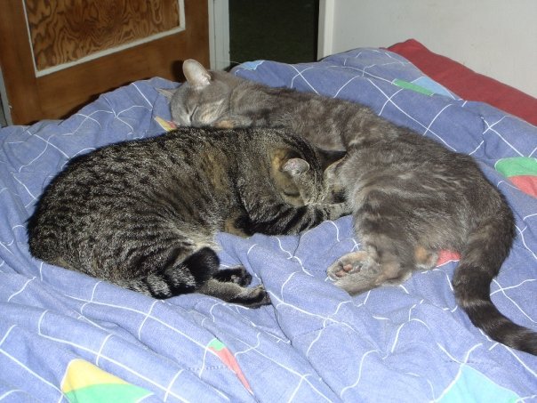 Prudence Labelle's album, cats