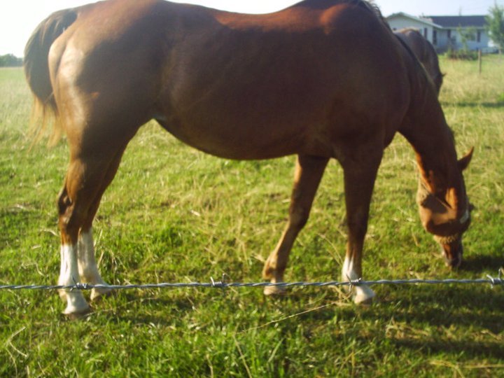 James Howe's album, horses