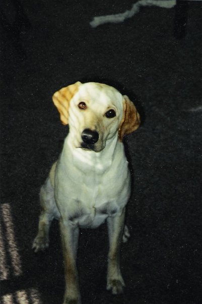 Tyler Nelson's album, Sweet Tobi Girl