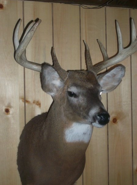 Daniel Garza's album, buck!