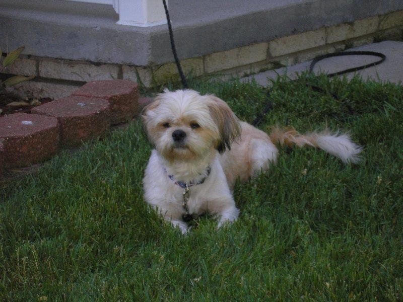 Robin Rice's album, Toby