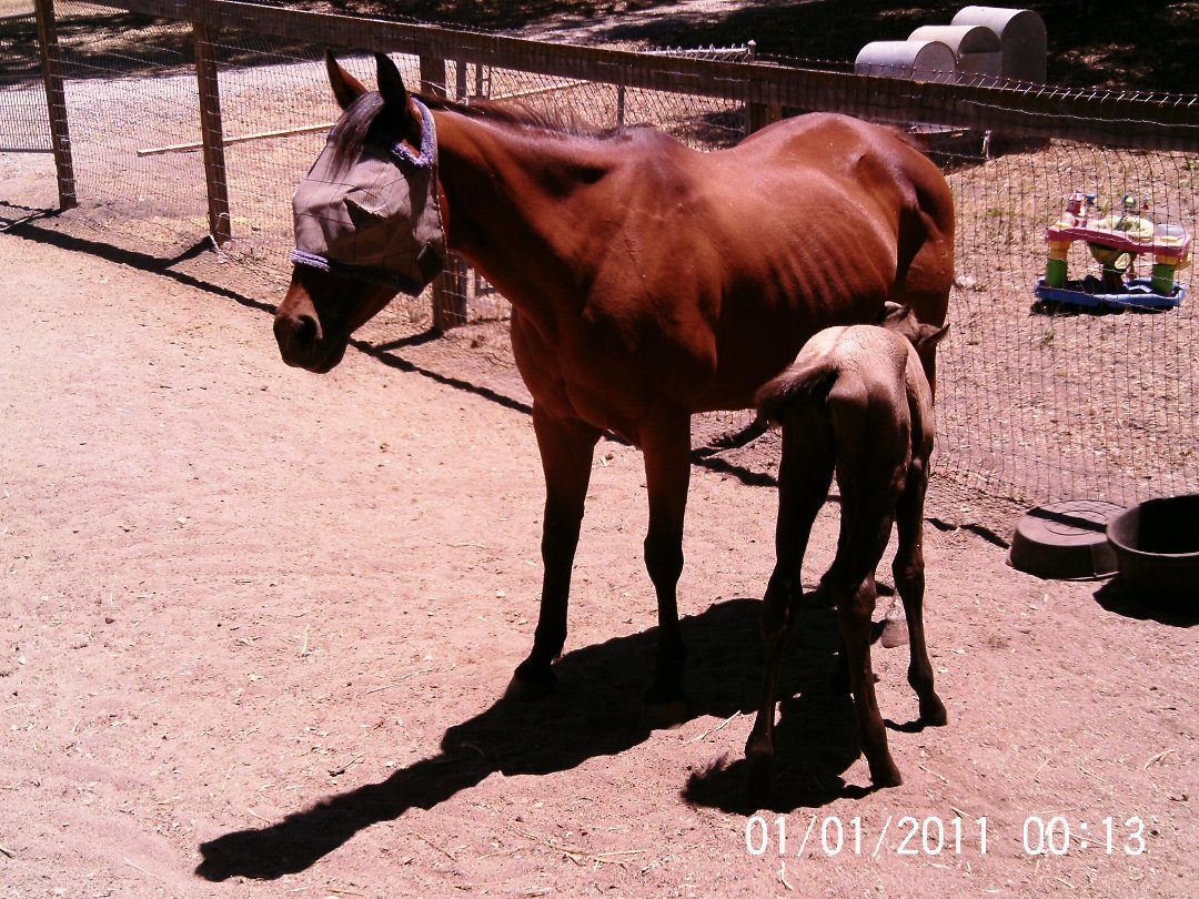 Lisa Phillips' album, Chloe & Milkshake @ 7 hours old