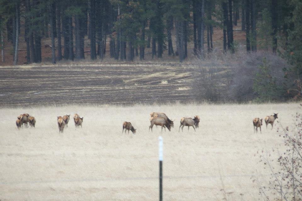 Donna Fladager's album, Lots of Wildlife