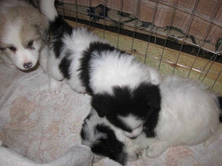 Sharon Drube's album, Zira and the Shakespeare pups