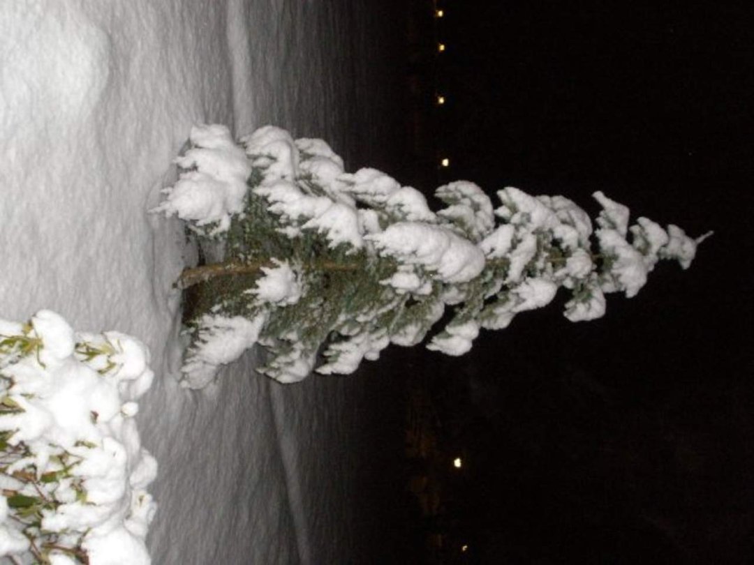Susan Foley's album, snow storm 12/29/09