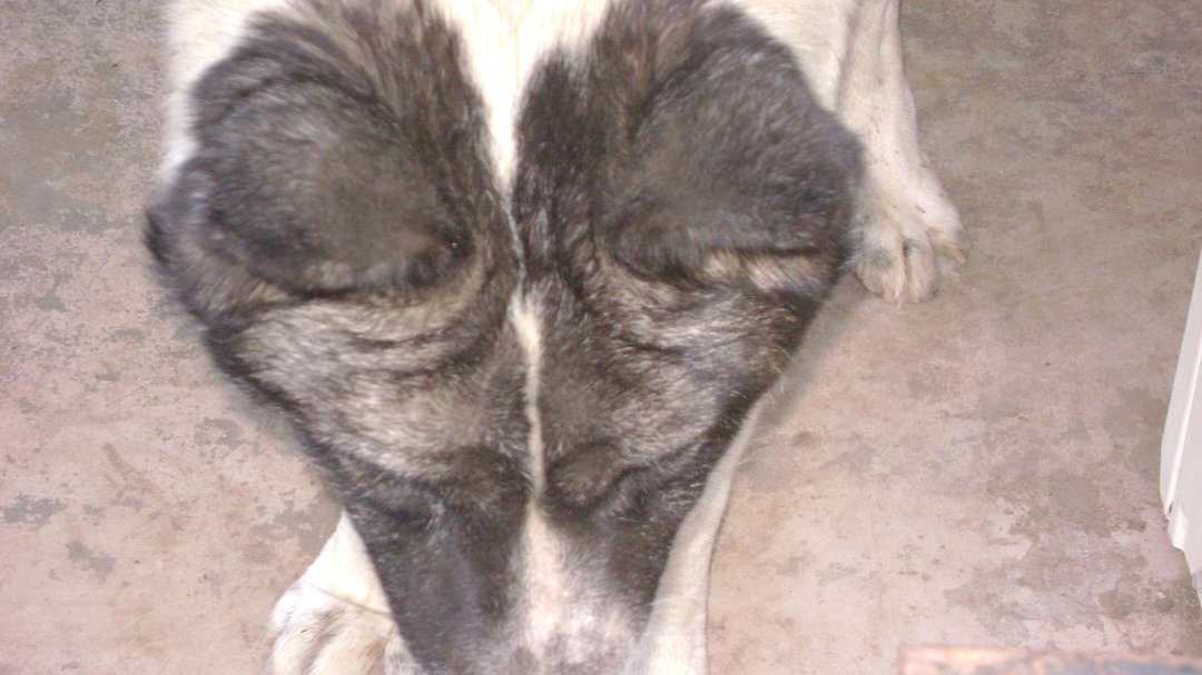 Todd Born's album, Kuma June 2011