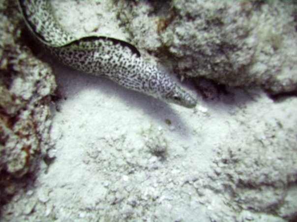 Tim Barker's album, Cozumel 4