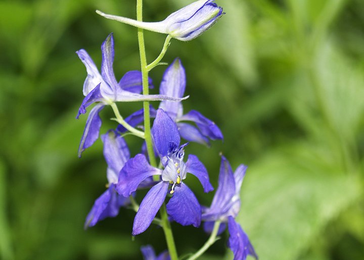 Robert Chapman's album, Spring Flowers