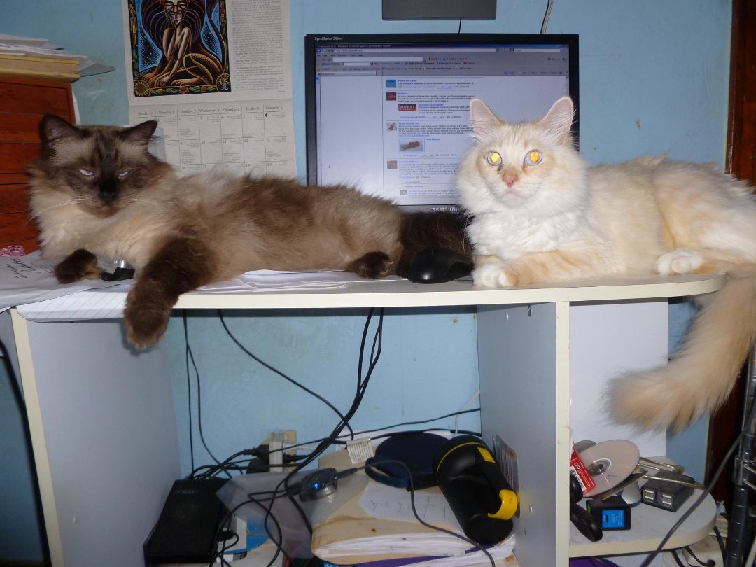 Heather Filipiak's album, Cats Helping at The Computer