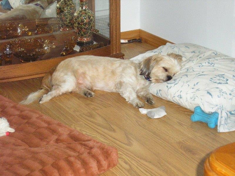 Robin Rice's album, Toby