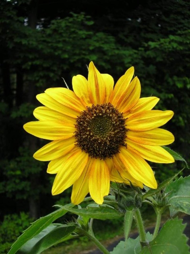 Michelle Spadavecchia's album, Maine