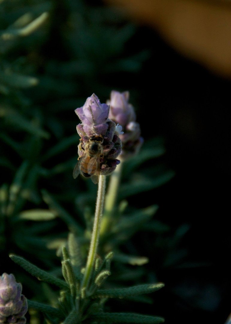 Mike Hamby's album, Bee Cause